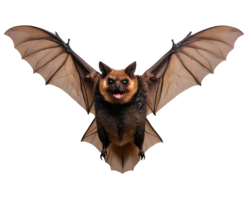 fruit bat,little red flying fox,tropical bat,vampire bat,bat,megabat,big brown bat,flying fox,bat smiley,hanging bat,mouse eared bat,bats,little brown myotis,pipistrelles,lantern bat,common pipistrelle,flying dog,pterodactyl,bongo,bombyliidae,Conceptual Art,Daily,Daily 22