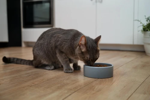 google-home-mini,cat drinking tea,google home,cat coffee,cat food,cat drinking water,food warmer,kitchen appliance accessory,smarthome,cat toy,gray cat,domestic cat,cat and mouse,pet food,wireless mouse,litter box,electric kettle,cat european,household appliance accessory,internet of things