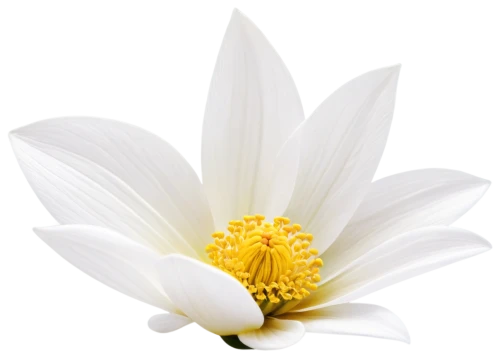 the white chrysanthemum,white chrysanthemum,fragrant white water lily,white dahlia,white water lily,white lily,korean chrysanthemum,chrysanthemum,golden lotus flowers,flowers png,lotus ffflower,white magnolia,chrysanthemum cherry,yellow chrysanthemum,chrysanthemum background,celestial chrysanthemum,lilium candidum,lotus png,white flower,flower of water-lily,Illustration,Realistic Fantasy,Realistic Fantasy 15
