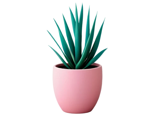 potted palm,potted plant,plant pot,coral aloe,pineapple plant,citronella,aloe,bromelia,sansevieria,yucca,terracotta flower pot,aloe vera,flowerpot,yucca palm,flower pot holder,succulent plant,agave,pot plant,agave azul,peach palm,Illustration,Abstract Fantasy,Abstract Fantasy 12