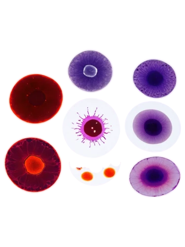 mitosis,meiosis,blood cells,flaccid anemone,petri dish,erythrocyte,sea jellies,isolated product image,agate,plasma,anemones,globules,red blood cells,agar,anemonin,biosamples icon,jelly fruit,sea anemones,blood cell,ray anemone,Illustration,Realistic Fantasy,Realistic Fantasy 29