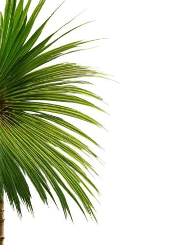 palm tree vector,fan palm,saw palmetto,sabal palmetto,wine palm,palmtree,date palm,coconut palm tree,easter palm,coconut palm,desert palm,pony tail palm,date palms,palm,palm tree,yucca palm,palm pasture,palm fronds,potted palm,palm in palm,Illustration,Retro,Retro 22