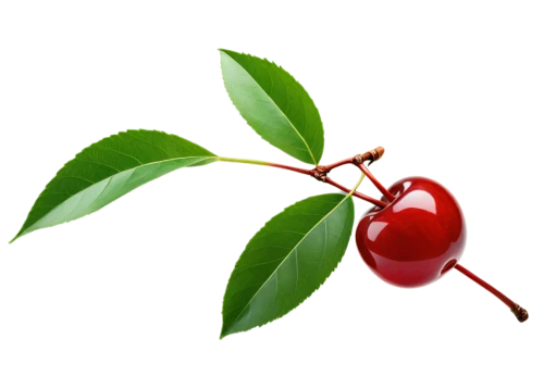 bladder cherry,great cherry,wild cherry,fire cherry,cherry branch,chile de árbol,hill cherry,acerola,lingonberry,malagueta pepper,rose hip ingredient,indian jujube,sour cherry,syzygium,syzygium malaccense,jewish cherries,schisandra,cherry,sour cherries,cherry japanese,Illustration,Vector,Vector 18