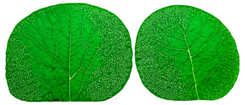 cardamon pods,custody leaf,nopal,chloroplasts,leaf structure,jungle drum leaves,magnolia leaf,pods,fig leaf,banana leaf,coconut leaf,round leaved liverleaf,jungle leaf,tropical leaf,chlorophyta,oleaceae,chestnut leaves,leaves case,sapodilla,tropical leaf pattern,Illustration,American Style,American Style 03