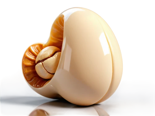 snail shell,clam shell,sea shell,clamshell,gastropod,gastropods,chambered nautilus,nut snail,whelk,marine gastropods,mollusk,mollusc,spiny sea shell,seashell,nautilus,sea snail,meerschaum pipe,land snail,banded snail,beach shell,Conceptual Art,Sci-Fi,Sci-Fi 29