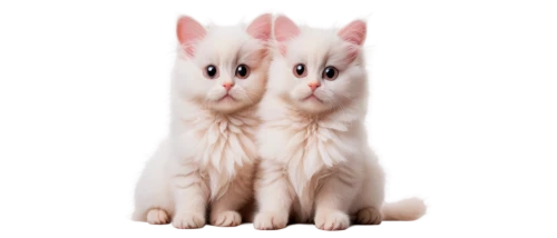 turkish angora,turkish van,cats angora,oriental shorthair,two cats,white cat,siamese,siamese cat,pet vitamins & supplements,japanese bobtail,albino bennetts wallaby,japanese spitz,polydactyl cat,cornish rex,kittens,breed cat,british longhair cat,birman,indian spitz,felines,Illustration,Abstract Fantasy,Abstract Fantasy 12