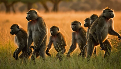 the blood breast baboons,baboons,langur,primates,monkeys band,long tailed macaque,barbary macaques,monkey family,baboon,great apes,de brazza's monkey,monkey gang,mandrill,bleeding-heart baboon,monkeys,gibbon 5,barbary monkey,serengeti,primate,macaque,Illustration,Abstract Fantasy,Abstract Fantasy 21