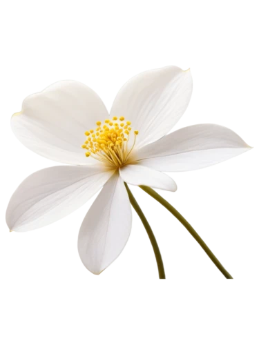 flowers png,the white chrysanthemum,anemone japonica,white chrysanthemum,minimalist flowers,wood anemone,white cosmos,star magnolia,flannel flower,camomile flower,white floral background,white flower,white magnolia,white anemones,japanese anemone,marguerite daisy,bush anemone,white flower cherry,wood anemones,anemone nemorosa,Illustration,Realistic Fantasy,Realistic Fantasy 44