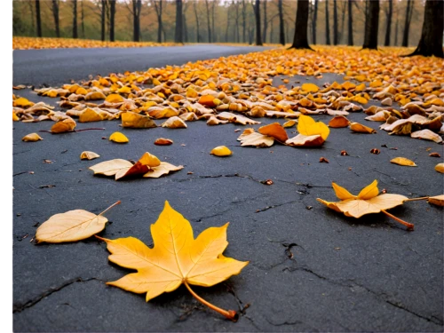 fallen leaves,fallen leaf,fallen oak leaf,autumn background,yellow leaf,autumn leaves,autumnal leaves,leaf background,fall leaf,autumn leaf,dead leaves,fall leaves,falling on leaves,yellow maple leaf,leaf rectangle,leaves in the autumn,dried leaves,autumn season,yellow leaves,autumn leaf paper,Illustration,Paper based,Paper Based 09