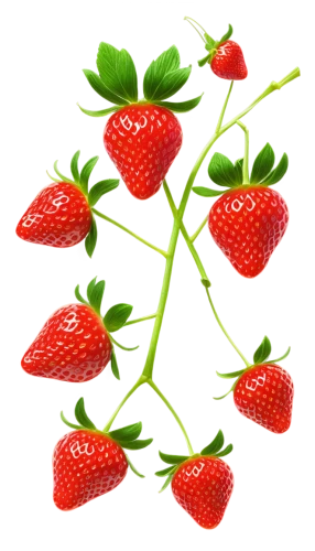 strawberry plant,strawberry ripe,strawberries,strawberry,alpine strawberry,red strawberry,strawberry flower,strawberry tree,virginia strawberry,mock strawberry,strawberries falcon,berry fruit,salad of strawberries,mollberry,wild strawberries,berries,red berry,garden berry,west indian raspberry,west indian raspberry ,Unique,3D,Isometric