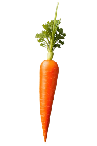 carrot,carrots,love carrot,baby carrot,carrot salad,big carrot,carrot pattern,root vegetable,a vegetable,vegetable,carrot juice,kawaii vegetables,carrot print,root vegetables,wall,vegetable outlines,superfruit,veggie,veggies,vegetables,Conceptual Art,Graffiti Art,Graffiti Art 06