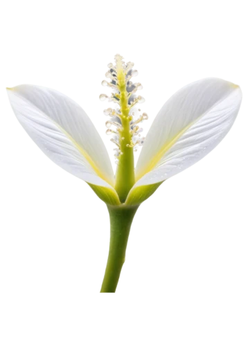 white trumpet lily,madonna lily,easter lilies,siberian fawn lily,lilium candidum,white lily,fawn lily,flowers png,hymenocallis,sego lily,giant white arum lily,avalanche lily,lily flower,white trumpet flower,foxtail lily,stamen,tulip white,guernsey lily,jonquils,hymenocallis littoralis,Illustration,Children,Children 04