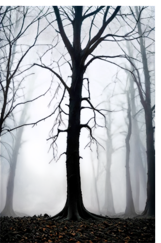 halloween bare trees,haunted forest,foggy forest,creepy tree,ghost forest,autumn fog,dense fog,dead wood,ground fog,veil fog,foggy landscape,deciduous forest,beech trees,halloween background,isolated tree,dead leaves,forest dark,fog banks,forest tree,fog,Conceptual Art,Oil color,Oil Color 08