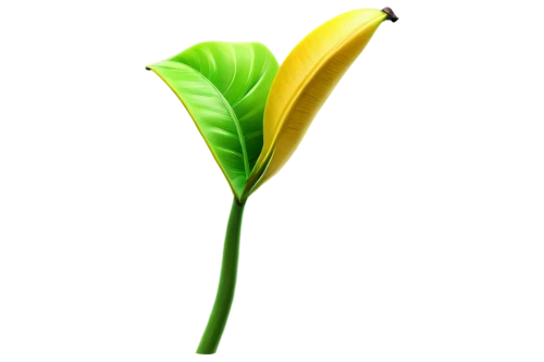 flowers png,spring leaf background,starfruit plant,serrano pepper,leaf bud,banana plant,ylang-ylang,anthurium,carambola,growth icon,aaa,aa,oleaceae,cleanup,banana flower,trumpet creeper,trumpet leaf,flower bud,star fruit,plant stem,Conceptual Art,Sci-Fi,Sci-Fi 08