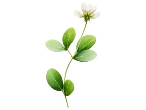 trifolium,trifolium medium,trifolium repens,trifolium incarnatum,bluish white clover,hybrid clover,trifolium pratense,white clover,medium clover,flowers png,narrow clover,triangular clover,long ahriger clover,rockcress,clover leaves,clover flower,claytonia,red clover flower,distressed clover,dutch clover,Illustration,Paper based,Paper Based 23