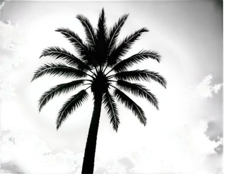 palm tree vector,palm tree silhouette,palm silhouettes,palm tree,palms,palmtree,palmtrees,palm trees,two palms,palm,coconut palms,palm forest,coconut trees,royal palms,date palms,blackandwhitephotography,palm leaves,palm field,coconut palm tree,coconut tree,Illustration,Black and White,Black and White 33