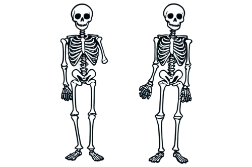 skeletons,skeletal,skeletal structure,human skeleton,skeleton,skeleton sections,bone,skeleltt,bones,vintage skeleton,calcium,anatomy,medical radiography,comparison,radiography,human anatomy,human body,bowl bones,png image,paraxerus,Illustration,Retro,Retro 20