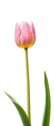 turkestan tulip,tulip background,flowers png,pink tulip,tulip,two tulips,tulip flowers,tulipa,tulip blossom,calla lily,siam tulip,vineyard tulip,tulip bouquet,pink lisianthus,pink tulips,tulips,violet tulip,lady tulip,tulip magnolia,tulipa tarda,Illustration,Black and White,Black and White 05