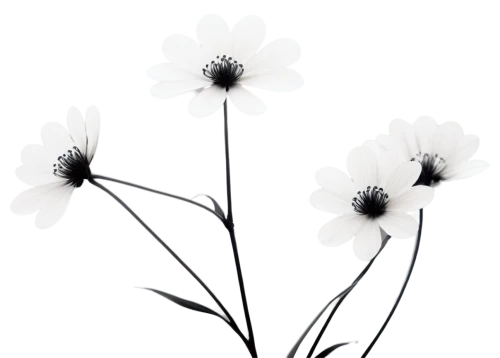 minimalist flowers,flowers png,wood daisy background,flannel flower,flower umbel,flower illustrative,white cosmos,mayweed,japanese anemones,marguerite daisy,oxeye daisy,retro flower silhouette,genus anemone,argyranthemum frutescens,gypsophila,snowdrop anemones,woolflowers,bush anemone,daisy flowers,ox-eye daisy,Illustration,Abstract Fantasy,Abstract Fantasy 20