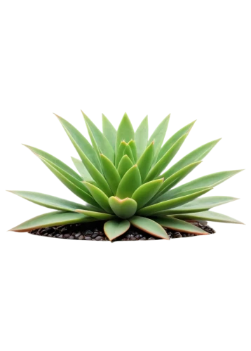 agave azul,aloe vera,aloe,agave,succulent plant,torch aloe,coral aloe,pineapple plant,agave nectar,dark green plant,monocotyledon,saw palmetto,aloe polyphylla,rank plant,sansevieria,bromelia,aloe barbadensis,citronella,pineapple lily,bromeliad,Illustration,American Style,American Style 03