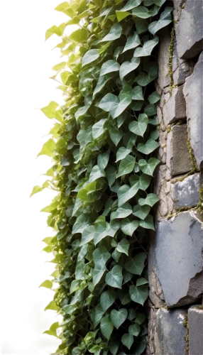 intensely green hornbeam wallpaper,wall,wall texture,hornbeam hedge,background ivy,clipped hedge,brick wall background,stone wall,ivy frame,climbing plant,old wall,sandstone wall,limestone wall,climber plant,wall of bricks,brick background,climbing garden,hedge,house wall,half-timbered wall,Illustration,Black and White,Black and White 12