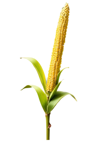 maize,ornamental corn,corn,sweet corn,sorghum,sweetcorn,corn kernels,forage corn,corn ordinary,kernels,playcorn,citronella,bellenplant,golden candle plant,oleaceae,ensete,pineapple lily,winter corn,pontederia,oil-related plant,Art,Classical Oil Painting,Classical Oil Painting 32