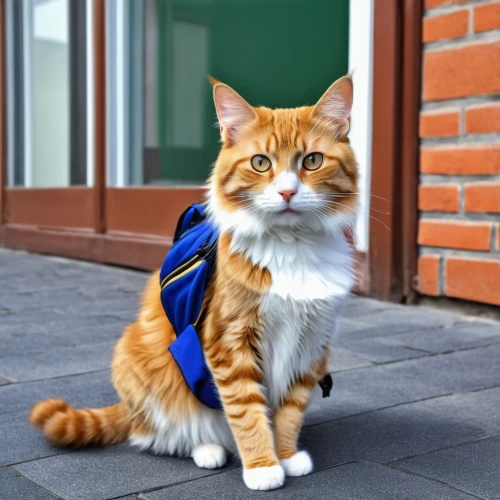 street cat,academic dress,aegean cat,red tabby,british longhair cat,cat image,cat european,siberian cat,veterinarian,ginger cat,pet vitamins & supplements,domestic long-haired cat,maincoon,breed cat,calico cat,climbing harness,chinese pastoral cat,cute cat,oktoberfest cats,napoleon cat,Photography,General,Realistic