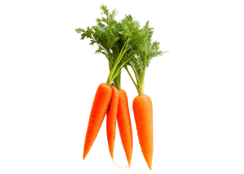carrots,carrot,carrot salad,love carrot,baby carrot,big carrot,root vegetable,vegetable,carrot juice,carrot pattern,a vegetable,wall,kawaii vegetables,defense,vegetables,patrol,mirepoix,veggie,crudités,fresh vegetables,Illustration,Realistic Fantasy,Realistic Fantasy 41