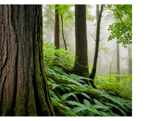 old-growth forest,aaa,foggy forest,beech forest,tropical and subtropical coniferous forests,redwoods,temperate coniferous forest,forest tree,trees with stitching,tree moss,forests,redwood tree,fir forest,forest floor,beech trees,deciduous forest,yakushima,valdivian temperate rain forest,chestnut forest,columbian spruce,Conceptual Art,Oil color,Oil Color 17