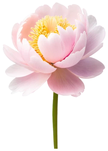 flowers png,pink chrysanthemum,lotus png,japanese anemone,pink peony,anemone japonica,peony pink,carnation of india,common peony,lotus ffflower,pink anemone,flower background,paper flower background,chinese peony,pink water lily,peony,lotus flower,sacred lotus,lotus flowers,cosmos flower,Art,Classical Oil Painting,Classical Oil Painting 24