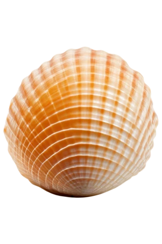 sea shell,scallop,spiny sea shell,bivalve,blue sea shell pattern,clam shell,shell,seashell,beach shell,clam,whelk,sfogliatelle,harris shell,baltic clam,cockle,in shells,shells,corn cockle,snail shell,mollusk,Art,Classical Oil Painting,Classical Oil Painting 30