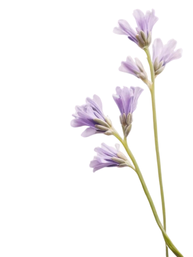 flowers png,fernleaf lavender,cyanus cornflower,allium sativum,crown chakra flower,chive flower,senetti,allium,lavender flower,minimalist flowers,lavandula,the lavender flower,purple salsify,agapanthus,verbena,tuberose,chicory,chive flowers,flower background,grape-grass lily,Illustration,Vector,Vector 02