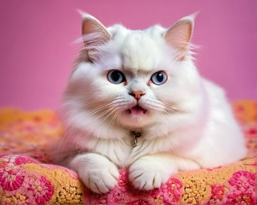 turkish angora,cute cat,pink cat,birman,white cat,blue eyes cat,cats angora,british longhair cat,turkish van,cat with blue eyes,breed cat,funny cat,kurilian bobtail,american curl,british shorthair,scottish fold,ragdoll,cat tongue,siberian cat,japanese bobtail,Conceptual Art,Fantasy,Fantasy 07