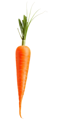 carrot,carrot pattern,carrots,root vegetable,big carrot,baby carrot,love carrot,carrot salad,carrot juice,a vegetable,carrot print,vegetable,wall,vegetable outlines,root vegetables,kawaii vegetables,superfruit,cleanup,patrol,crudités,Illustration,Vector,Vector 11