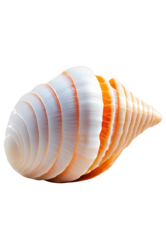 sea shell,spiny sea shell,garden cone snail,sea snail,snail shell,banded snail,seashell,marine gastropods,shell,clam shell,beach shell,gastropod,blue sea shell pattern,nut snail,cone,whelk,harris shell,mollusk,gastropods,sfogliatelle,Photography,Artistic Photography,Artistic Photography 02