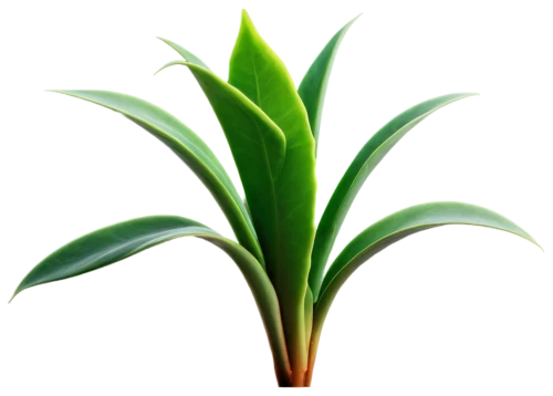 oil-related plant,tropical leaf,tropical leaf pattern,oleaceae,green plant,palm leaf,rank plant,scaphosepalum,potted palm,pineapple lily,palm lily,growth icon,houseplant,coconut leaf,gymea lily,plant,thick-leaf plant,ensete,terrestrial plant,dark green plant,Conceptual Art,Fantasy,Fantasy 15