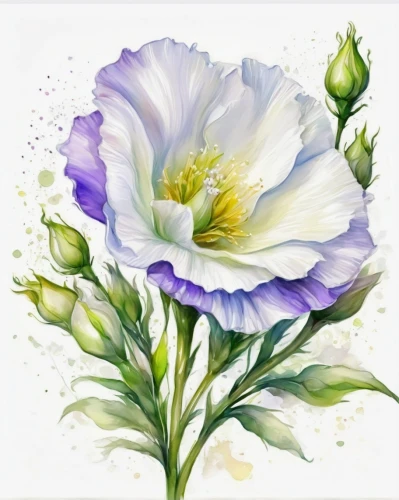 watercolor flower,watercolour flower,watercolor flowers,watercolour flowers,anemone coronaria,anemone purple floral,watercolor floral background,pasque-flower,flower painting,lisianthus,lovely anemone,anemone hupehensis september charm,watercolor roses,flowers png,anemone honorine jobert,flower illustrative,flower illustration,watercolor pencils,summer anemone,rose flower illustration,Illustration,Paper based,Paper Based 11