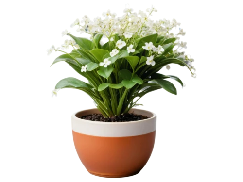 androsace rattling pot,potted plant,container plant,flowers png,flowerpot,plant pot,evergreen candytuft,flower pot,flower pot holder,lily of the valley,garden pot,potted flowers,cape jasmine,crape jasmine,white jasmine,citronella,lily of the desert,bellenplant,dendrobium,terracotta flower pot,Art,Artistic Painting,Artistic Painting 35