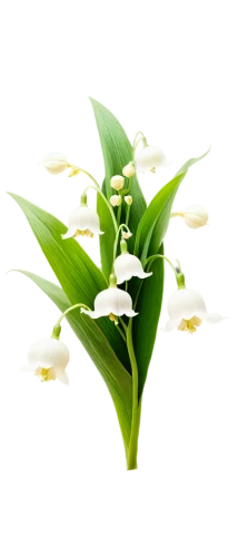 cape jasmine,madonna lily,flowers png,lily of the valley,easter lilies,lilly of the valley,lily of the field,lilies of the valley,doves lily of the valley,peace lilies,white jasmine,jasminum,tuberose,flower jasmine,jasminum sambac,white lily,lily of the desert,peace lily,star-of-bethlehem,star jasmine,Art,Artistic Painting,Artistic Painting 24
