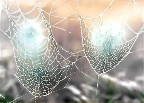 spider silk,morning dew in the cobweb,tangle-web spider,spider's web,spider web,spiderweb,web,cobweb,spider net,cobwebs,webs,web element,webbing,spider network,mood cobwebs,frozen morning dew,argiope,bird protection net,core web vitals,acorn leaf orb web spider,Conceptual Art,Fantasy,Fantasy 33