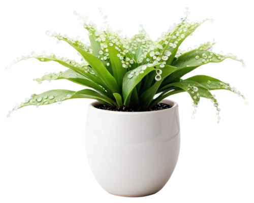 androsace rattling pot,citronella,plantago,potted plant,fern plant,potted palm,container plant,plant pot,ornamental plants,pot plant,ornamental plant,houseplant,money plant,euphorbia splendens,ostrich fern,garden pot,eucomis,herbaceous plant,perennial plant,aromatic plant,Illustration,Paper based,Paper Based 18