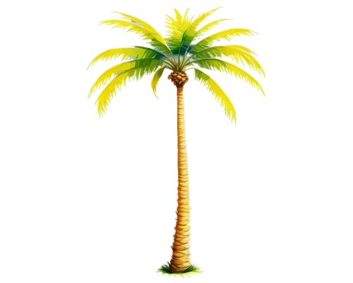 palm tree vector,palmtree,palm tree,coconut palm tree,coconut tree,palm,coconut palm,giant palm tree,palm in palm,easter palm,cartoon palm,toddy palm,tropical tree,fan palm,palm pasture,coconut palms,palmtrees,potted palm,oleaceae,wine palm,Illustration,Realistic Fantasy,Realistic Fantasy 44