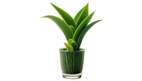 sansevieria,citronella,potted palm,pontederia,sweet grass plant,potted plant,container plant,green plant,pineapple lily,androsace rattling pot,stemless gentian,plant pot,dark green plant,scallion,lucky bamboo,houseplant,aquatic plant,eucomis,graph hyacinth,convallaria,Illustration,Retro,Retro 22