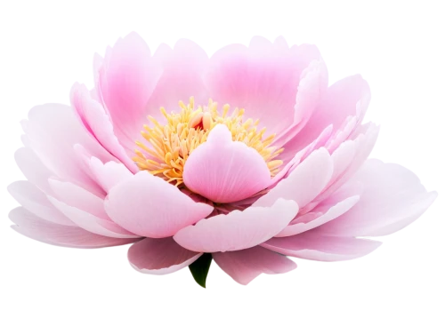 pink chrysanthemum,peony pink,dahlia pink,flowers png,chrysanthemum background,pink peony,common peony,pink chrysanthemums,peony,pink dahlias,korean chrysanthemum,chrysanthemum,flower background,pink floral background,chrysanthemum cherry,japanese anemone,chinese peony,pink flower,anemone japonica,pink anemone,Conceptual Art,Daily,Daily 34
