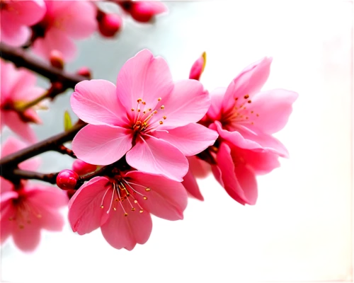 pink cherry blossom,spring blossom,plum blossoms,peach blossom,japanese flowering crabapple,pink floral background,sakura flower,plum blossom,pink magnolia,cherry blossom branch,japanese cherry,japanese cherry blossom,flower background,spring background,japanese sakura background,japanese floral background,sakura flowers,apricot blossom,pink petals,apricot flowers,Illustration,Japanese style,Japanese Style 01