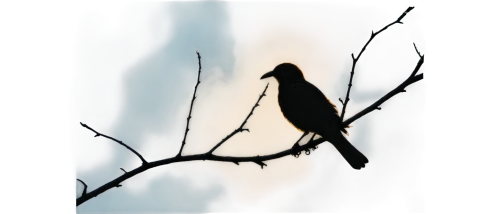 crow in silhouette,bird on branch,bobolink,bird on tree,crows bird,bird illustration,pied bush chat,crow-like bird,currawong,bird on the tree,american crow,brewer's blackbird,nocturnal bird,butcherbird,bird in tree,bird drawing,shrike,bird painting,pied crow,black bird,Photography,Fashion Photography,Fashion Photography 16