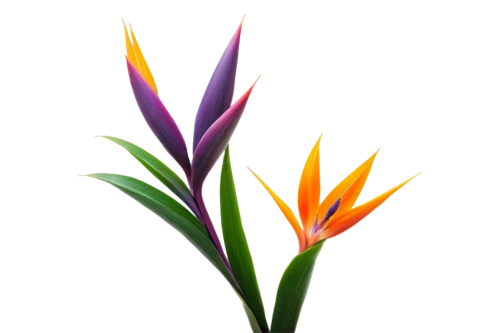 heliconia,bird of paradise flower,flowers png,strelitzia,strelitzia orchids,bird of paradise,flower bird of paradise,bromelia,pineapple lily,bird-of-paradise,bromeliad,bromeliaceae,billbergia pyramidalis,gymea lily,crown chakra flower,palm lily,pineapple lilies,tropical floral background,lotus png,exotic flower,Illustration,Retro,Retro 16