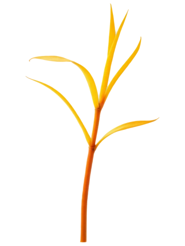 yellow nutsedge,branched asphodel,strelitzia,spikelets,growth icon,palm tree vector,ikebana,oil-related plant,false saffron,leaf branch,orange climbing plant,palm lily,plant stem,wattleseed,forsythia,flowers png,orange tree,gymea lily,flourishing tree,tasmanian flax-lily,Conceptual Art,Daily,Daily 16