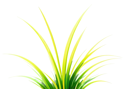sweet grass plant,citronella,yellow nutsedge,palm tree vector,grass fronds,easter palm,ornamental grass,fan palm,yucca palm,sweet grass,palm sunday,potted palm,lemongrass,sabal palmetto,elymus repens,palm pasture,wine palm,wheat grass,wheat germ grass,yucca,Illustration,Vector,Vector 07
