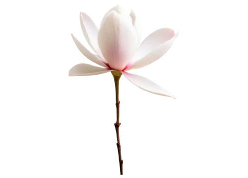 tulip magnolia,magnolia flower,white magnolia,chinese magnolia,magnolia × soulangeana,lotus png,flowers png,japanese magnolia,magnolia blossom,magnolia star,white lily,magnolia,minimalist flowers,magnolia x soulangiana,star magnolia,lily flower,magnoliaceae,lotus ffflower,tulips magnolia,yulan magnolia,Conceptual Art,Fantasy,Fantasy 07